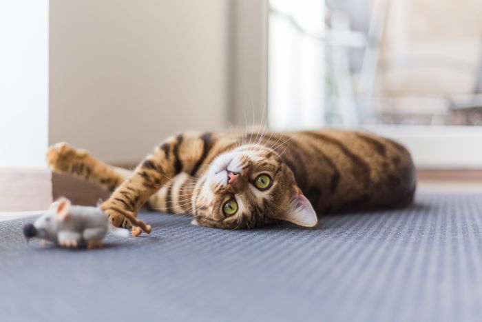 Función de mirada fija del gato