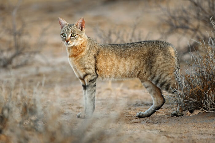 Gato montés