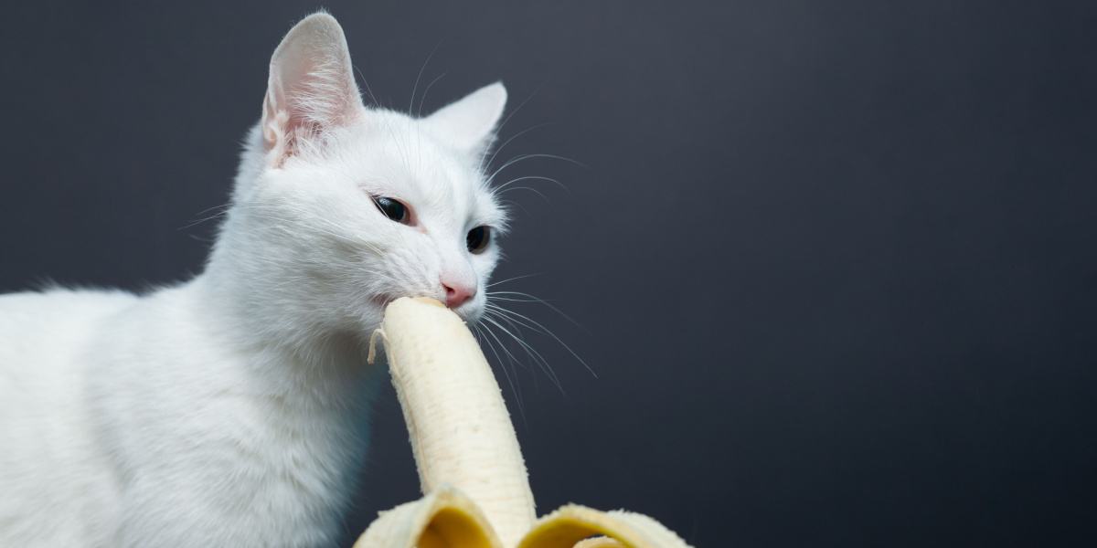 Gato disfrutando de un bocado de plátano