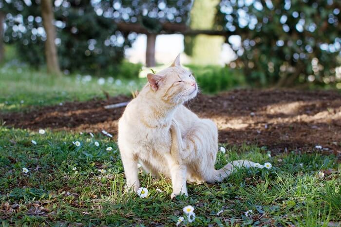 Una imagen de un gato rascándose.