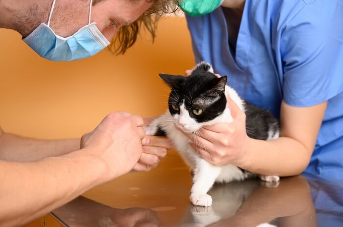 un gato que recibe Benazepril, destacando el papel de este medicamento en el manejo de ciertas condiciones médicas en felinos y la importancia de una guía veterinaria adecuada en su administración.