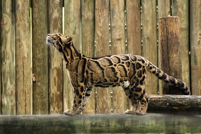 Gato leopardo nublado