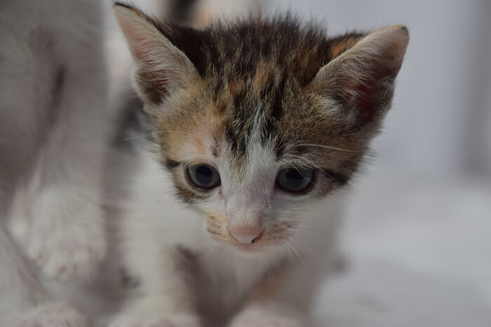 Un gato mirando a la cámara