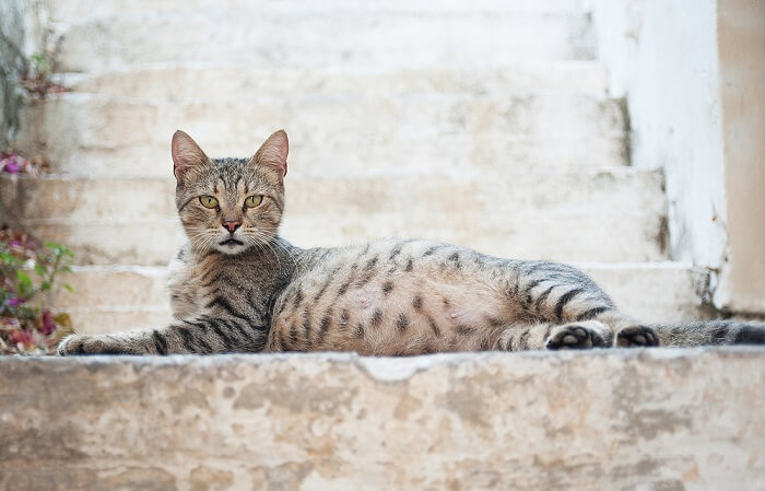 Una gata embarazada, enfatizando los cambios físicos y la importancia del embarazo en los compañeros felinos.