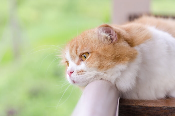 Gato deprimido mirando por el balcón