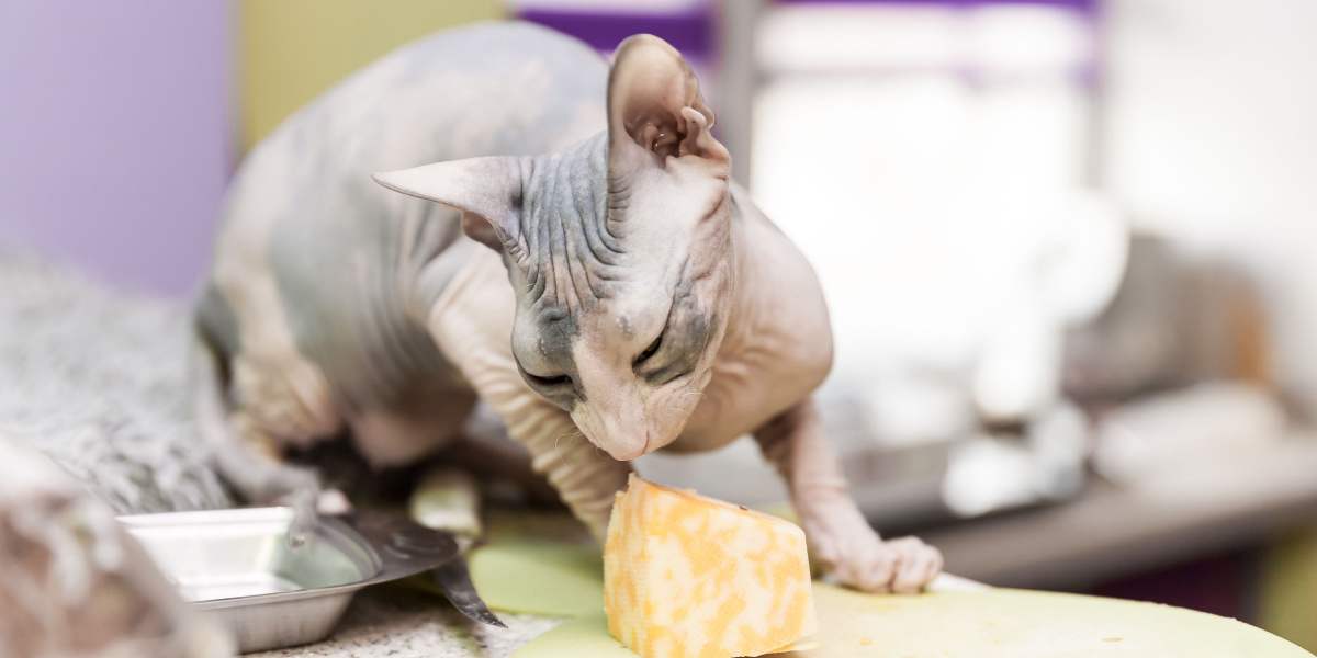 Imagen de un gato Sphynx comiendo queso, que resalta un momento de curiosidad felina e interacción con la comida humana