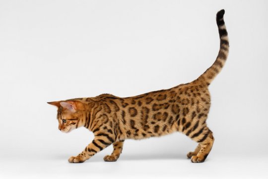 La guía definitiva sobre el lenguaje de la cola de gato y sus significados