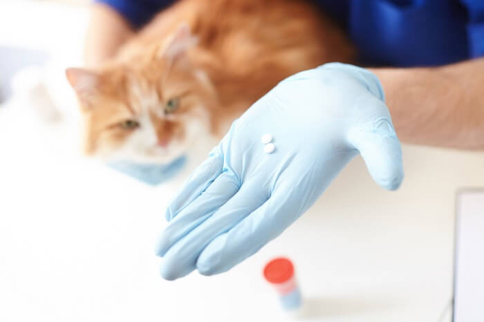 Gato recibiendo medicación Budesonida por parte de un veterinario.