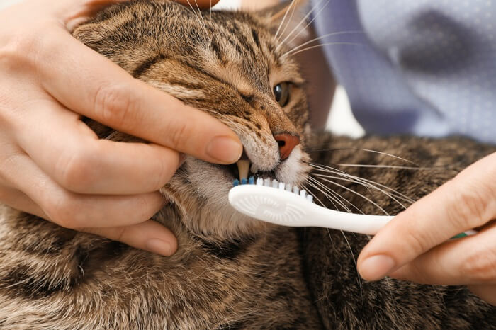 Persona abriendo la boca de un gato para cepillarlo con un cepillo de dientes