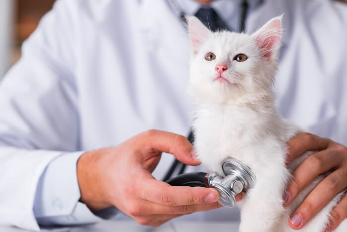 Gato siendo examinado por un veterinario durante un chequeo