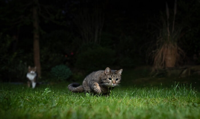 gato saltando en la hierba