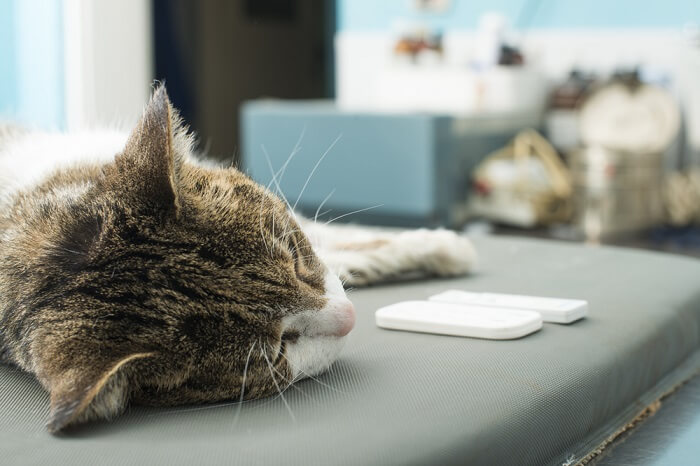 Una imagen que ilustra a un veterinario realizando un análisis de sangre a un gato.