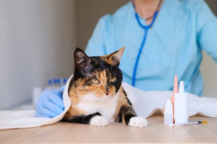 Una imagen que captura a un gato sometiéndose a un chequeo exhaustivo, destacando el cuidado responsable de las mascotas y las visitas veterinarias regulares.