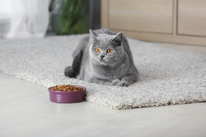 Gato gris acostado frente a un plato de comida lleno