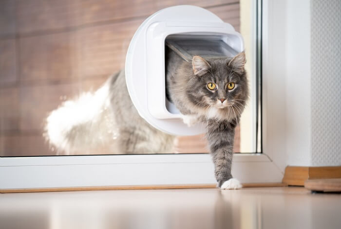 Gato usando una puerta para gatos