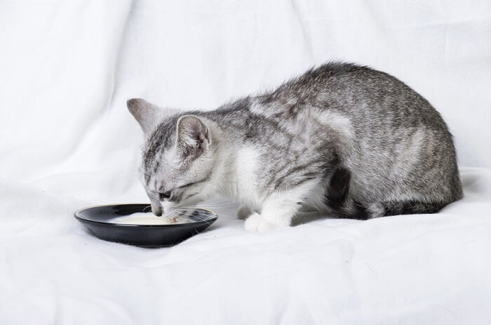 Una imagen ilustrativa que muestra un gato con un cuenco de leche.