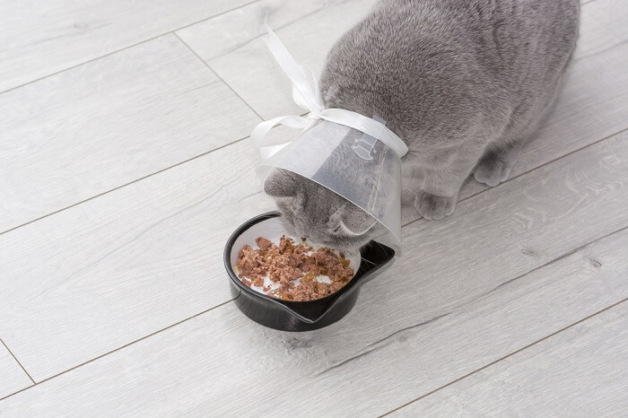 Gato con collar isabelino comiendo comida