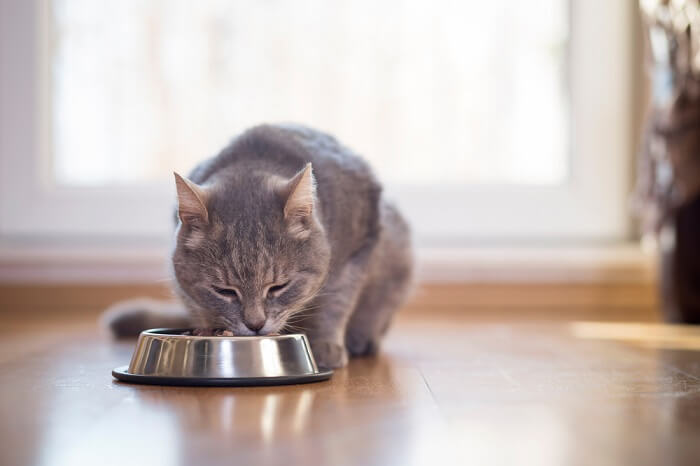 Gato comiendo comida de un recipiente de metal para gatos