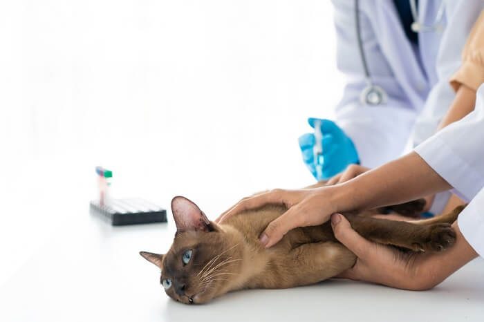 Gato siendo revisado por su veterinario