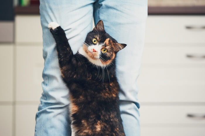 Gato de pie sosteniendo a un humano