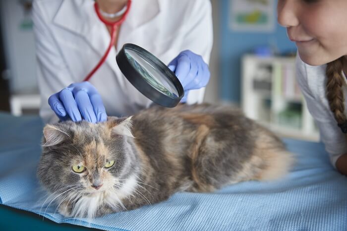 Gato siendo examinado por el veterinario