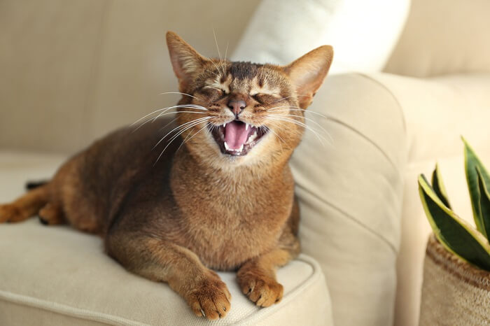 gato mostrando sus dientes