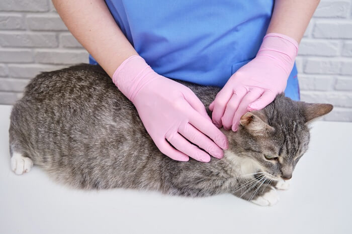 Una imagen que ilustra el proceso de aplicación de un medicamento contra garrapatas a un gato.