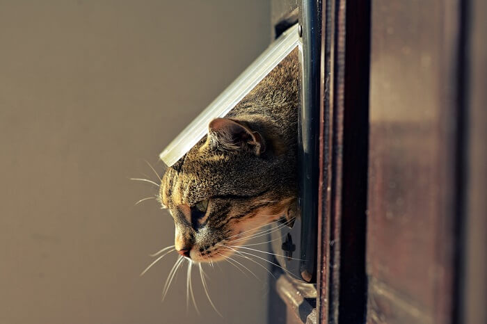 Consejos y trucos para enseñarle a tu gato a usar la puerta para mascotas