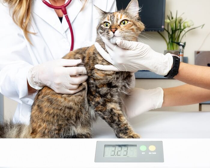 Gato siendo pesado en una báscula digital en la clínica veterinaria