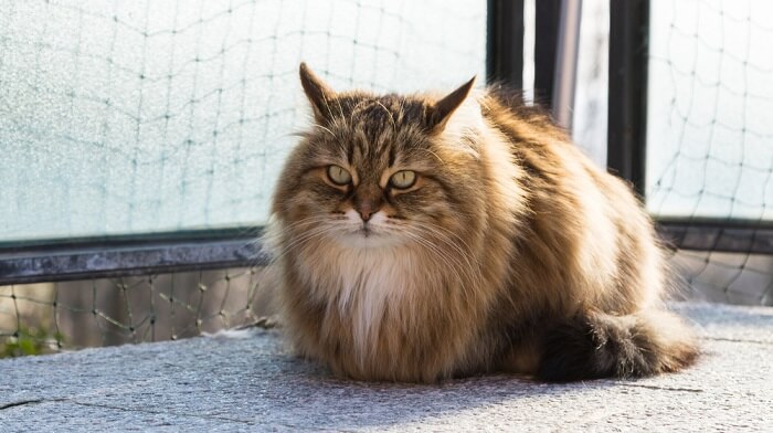 Gato siberiano esponjoso que exhibe el lujoso pelaje característico de la raza.