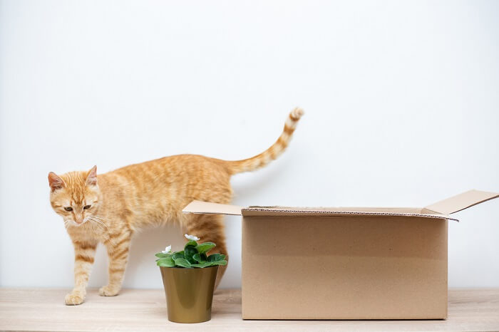 Gato amarillo explorando los alrededores de una caja de cartón.