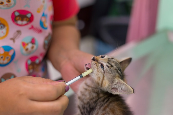 Gatito recibiendo un tratamiento de desparasitación