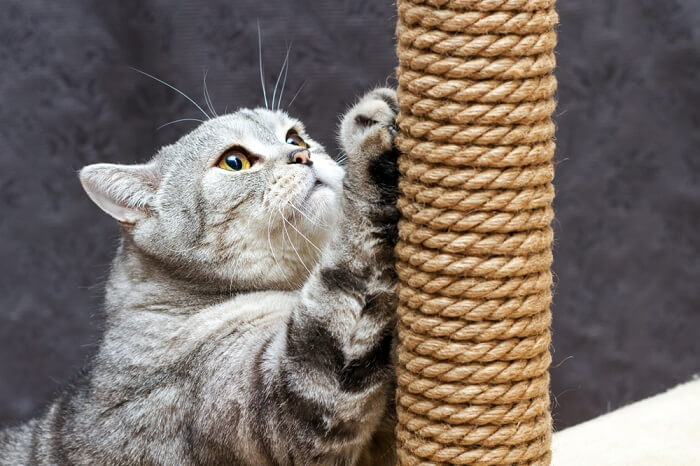 Gato rascando un poste