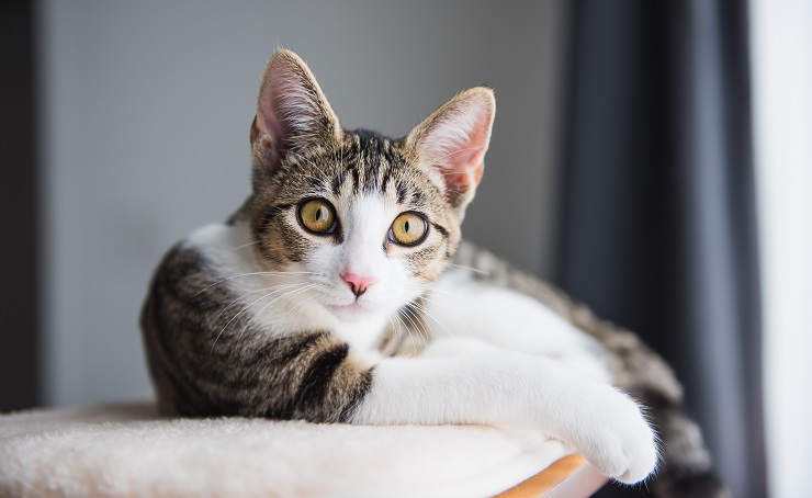 Imagen que captura un gato en un estado de completa relajación.