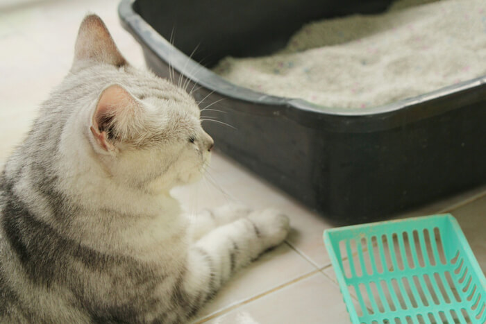 Gato con caja de arena y pala