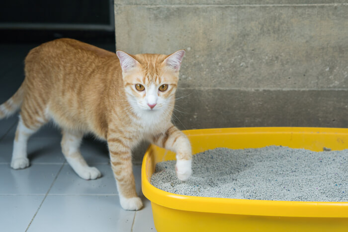 gato con caja de arena