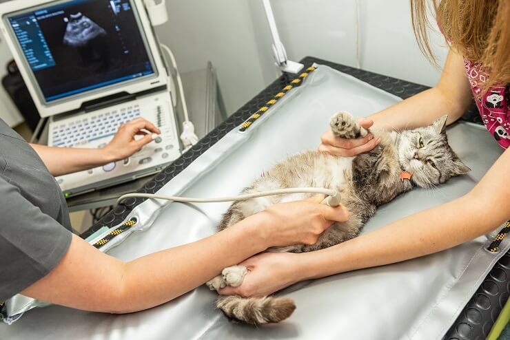 Gato en un examen de ultrasonido