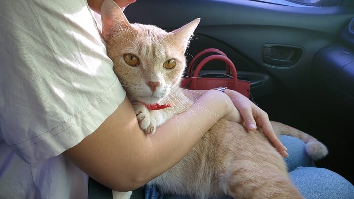 Gato en un viaje en coche