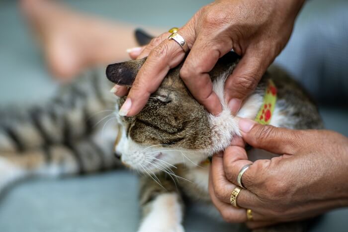 Efectos secundarios de Comfortis para gatos