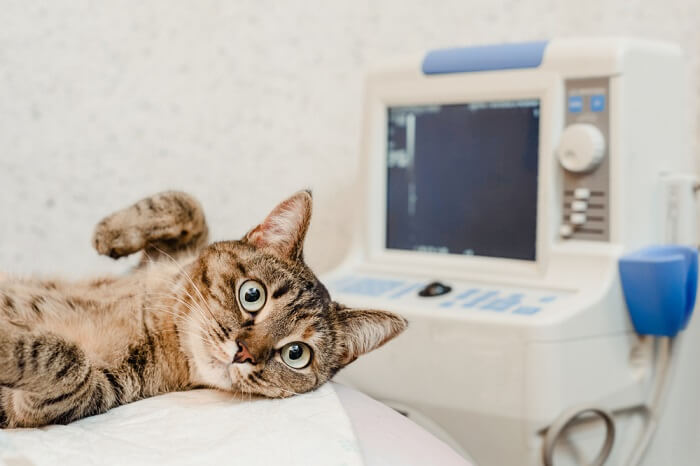 Una imagen que muestra un gato en una sala de rayos X durante un procedimiento médico.