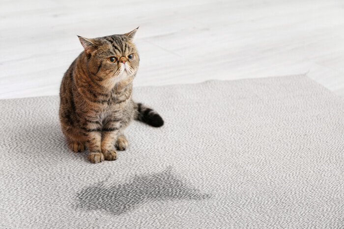 Gato con mancha húmeda en la alfombra