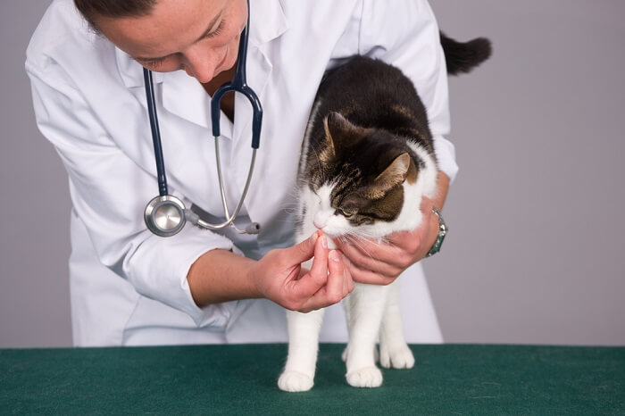 Gato con tricocéfalos en el consultorio del veterinario