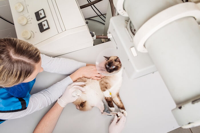 Gato siendo preparado para radiografía