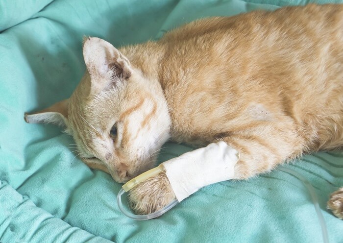 gato enfermo acostado en la cama