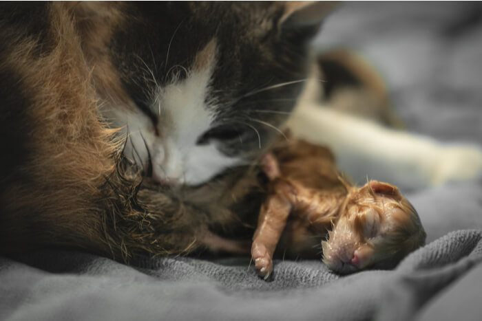 Gato adoptivo con gatitos