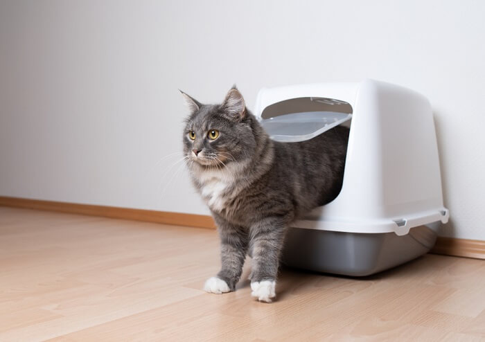 gato saliendo de una caja de arena