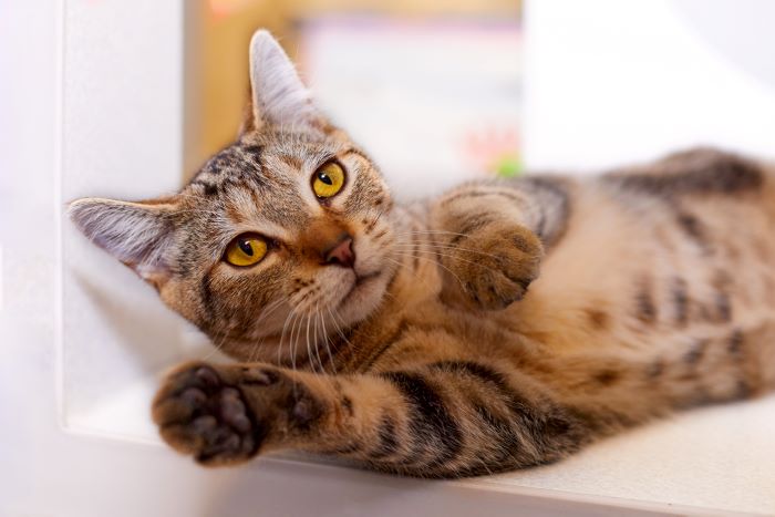 Un gato ronroneando, una vocalización relajante y contenta a menudo asociada con la relajación y la felicidad felinas.