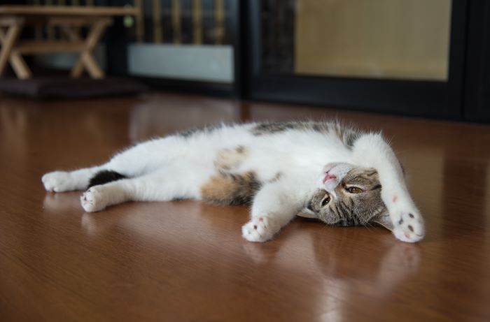 Una imagen entrañable que captura a un gato realizando un comportamiento social de rodadura, donde el gato se da vuelta sobre su espalda, mostrando confianza y un deseo de interacción, invitando a una participación positiva de los humanos u otros compañeros.