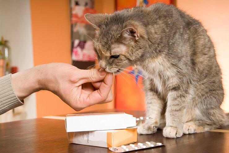 El dueño de una mascota le está dando un medicamento a su gato.