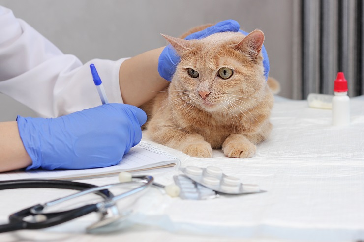 Una imagen que captura el encuentro de un gato en el consultorio del veterinario, mostrando el comportamiento curioso y ligeramente aprensivo del gato mientras interactúa con el entorno veterinario, resaltando la importancia de los controles y cuidados regulares.